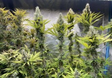 0A29C642-E081-4E01-AD0E-DF785079C589