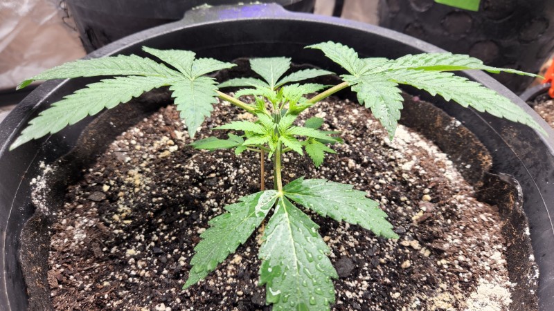 16602325353485347051980124785554