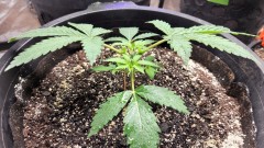 16602325353485347051980124785554