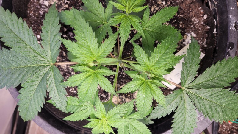 16602329198395690982401614837351