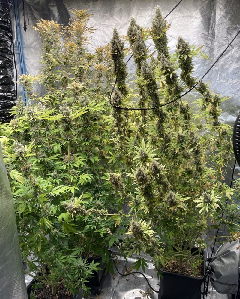 52FFAE1E-77DC-4B87-864A-654A449F9585