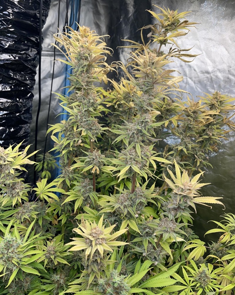 75BD10E7-DDF8-4224-BE93-E3F83C74E55D