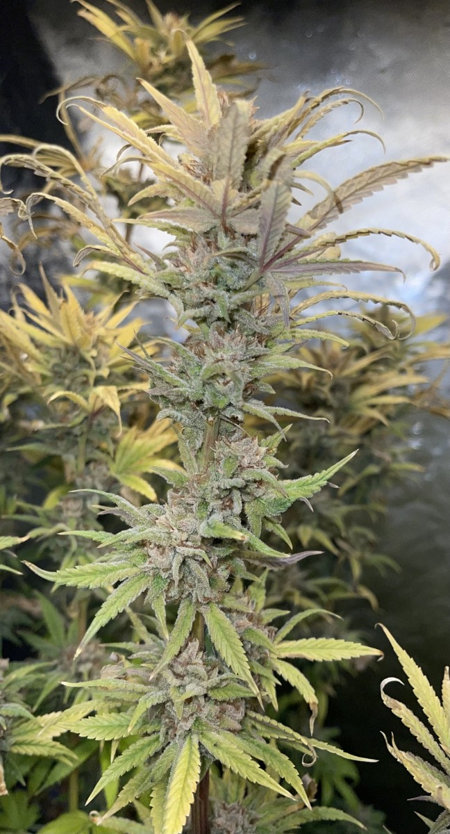 168FCD1B-17BB-42E5-81B5-2A2EC3CB979C