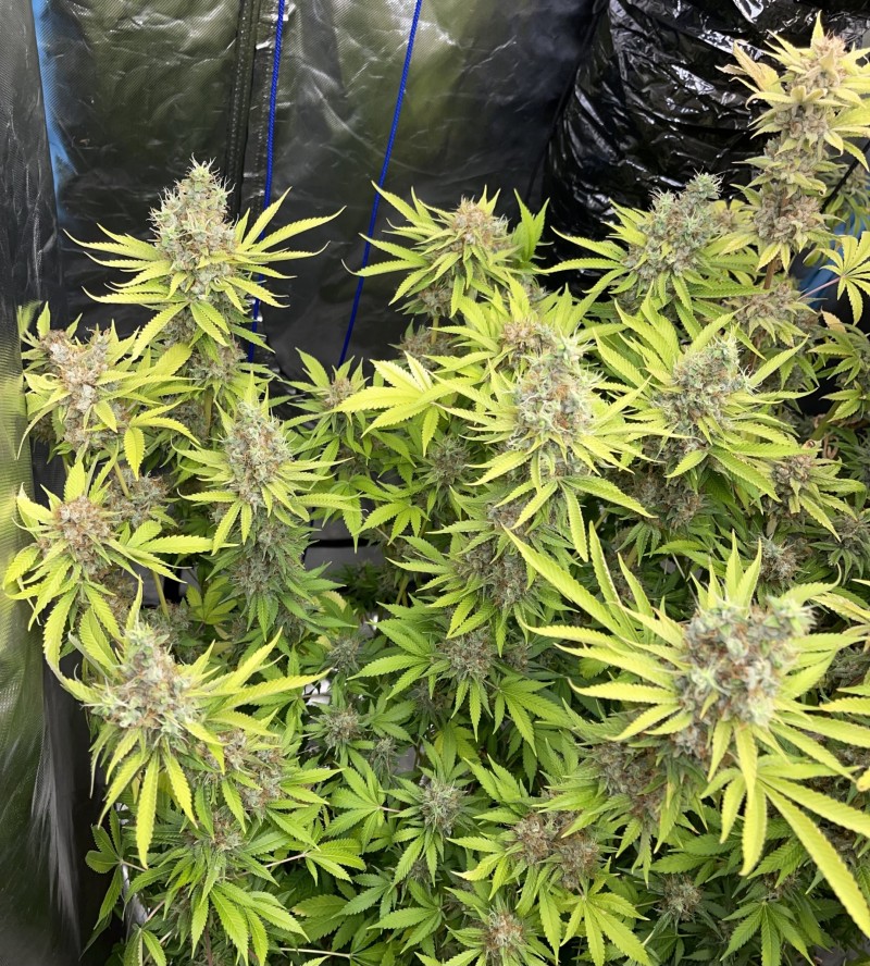 FEB656A3-7730-4FC5-8ED4-CD6750D0A6F2