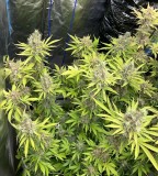 FEB656A3-7730-4FC5-8ED4-CD6750D0A6F2