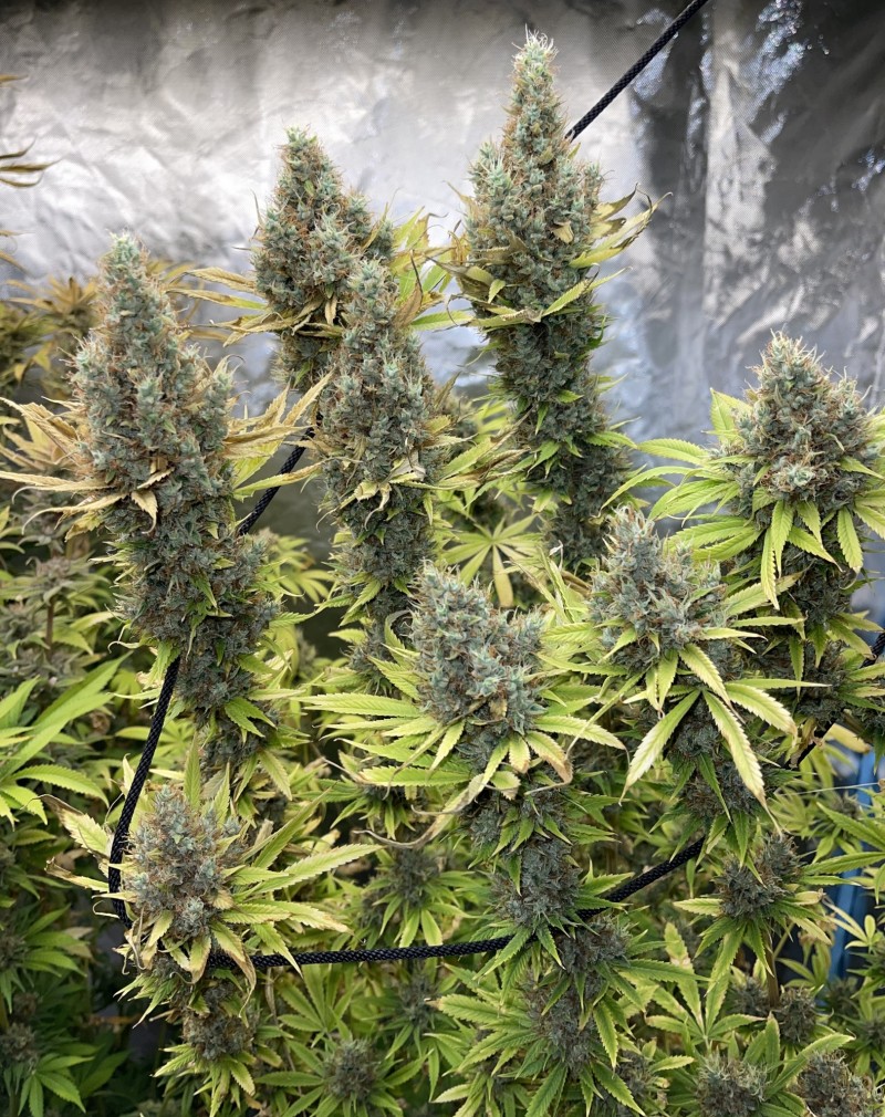 82691A7F-A77F-45B4-8CDB-B7378430653B