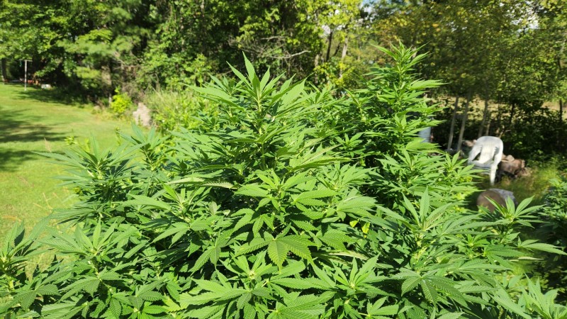 1660769262399282705772186670803