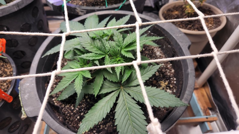 16607703316255443074163539900201