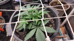 16607703316255443074163539900201