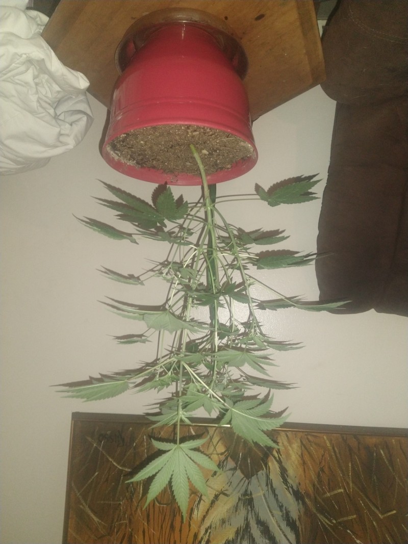 IMG_20220714_133926412