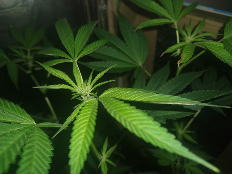 IMG_20220817_171723543