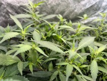 9277768F-98E0-44EA-A9A7-D603C356C04C