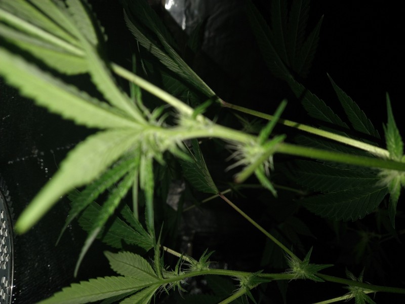 16613086045266731982661696759115