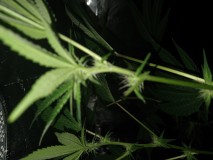 16613086045266731982661696759115