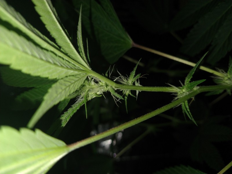 16613087011883407404309253643593