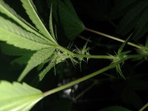 16613087011883407404309253643593