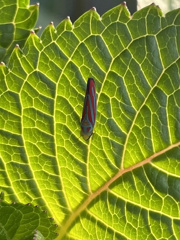 CAE9CE35-9A6B-478A-9591-E92B004C6B0E