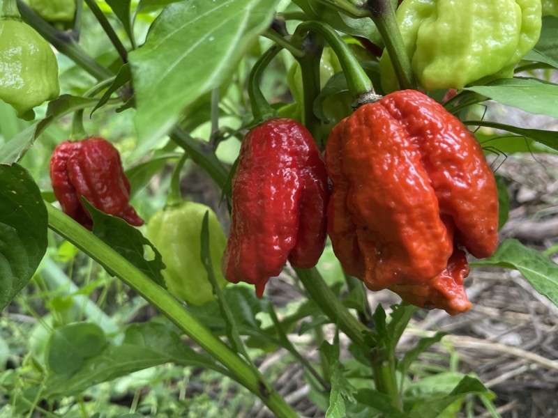 56A451CD-714F-45C9-9881-924D303E4D64