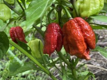 56A451CD-714F-45C9-9881-924D303E4D64