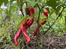 A3FDA823-4B9A-4ABC-B7CB-B42F7DE9C09D