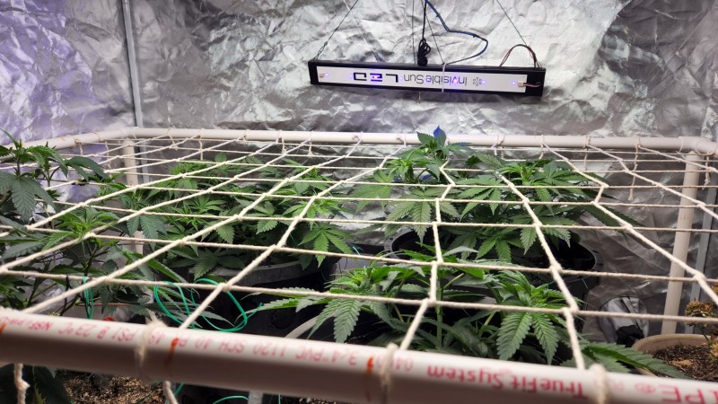 16614705022696134356497070805613