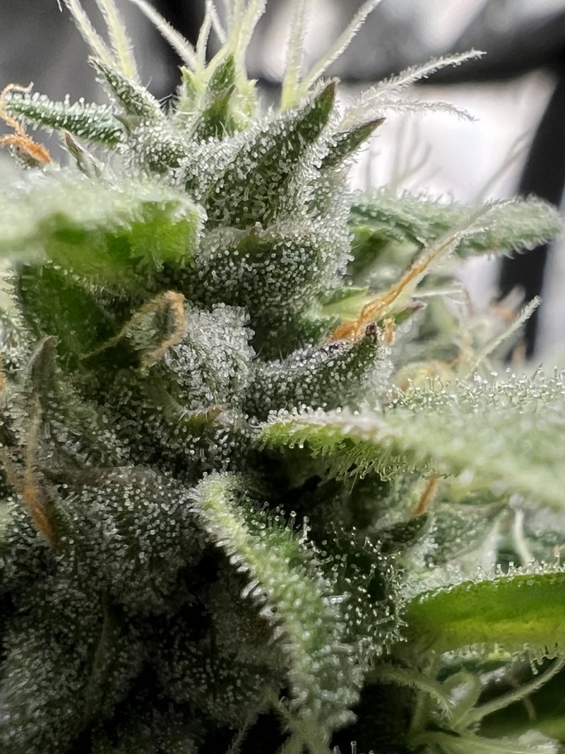 0CCBC415-57D9-495B-BB79-B1127362B154