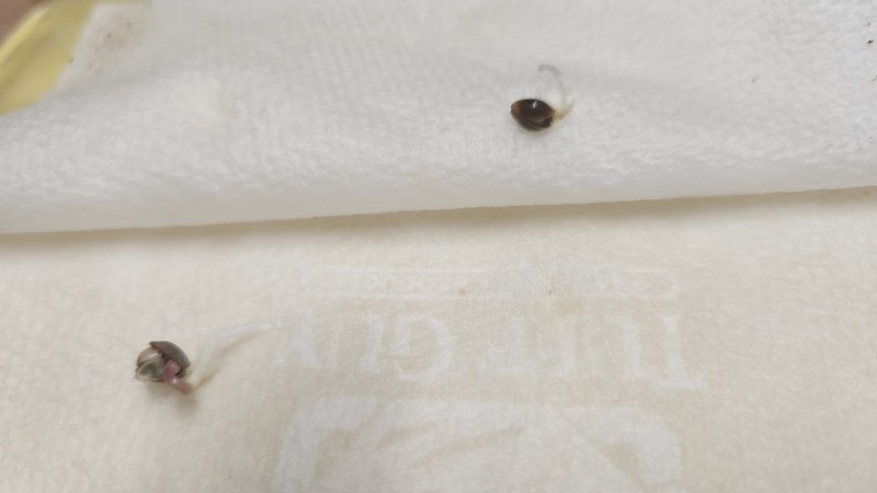 16623067091943497331448191636955