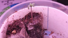 16624823813788853526815877268367