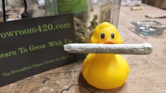 16624832202357286050390660413232