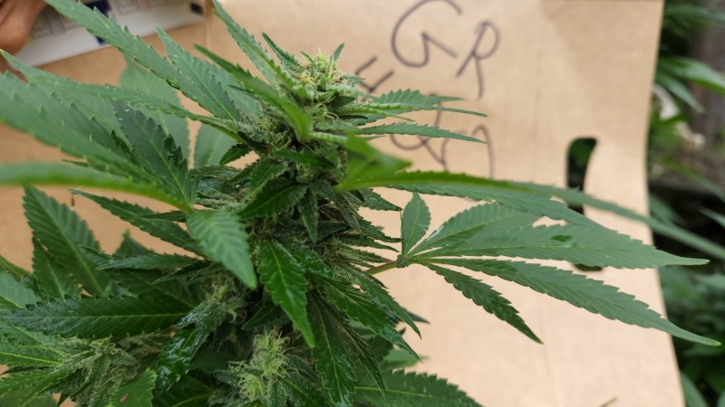 16624928493733202177472892337893