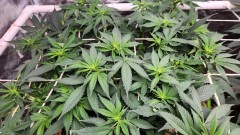 16633557614981296784440686946152