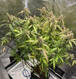 1CC3BD67-6135-42FF-A2AC-BF7FC6641254