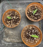 0ADFEB56-F550-4501-BF79-8A5AE9BD009B