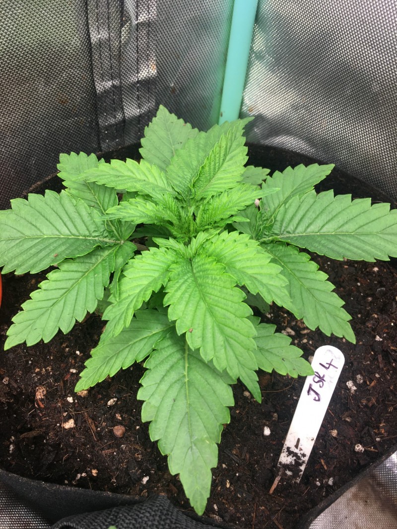 getting potted up day 15&16