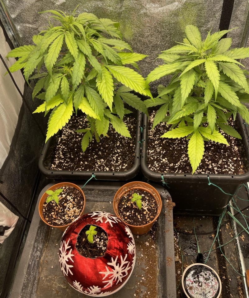 518398B6-CA33-4FE0-BFBC-F17953E5D157