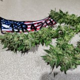 16643065562347405921812120249508