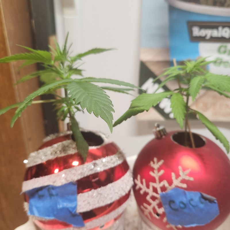 16643927893003511503643629374222