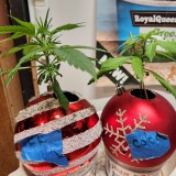 16643930894586070578781410633203