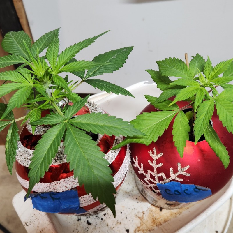 16643931465057972431404235227751