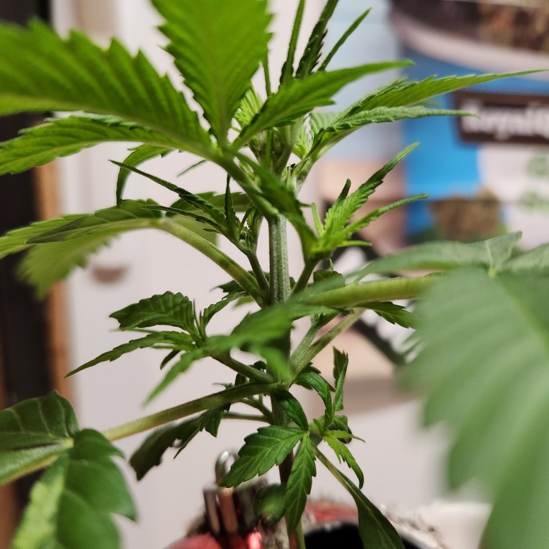 16643932418237001991324419393458