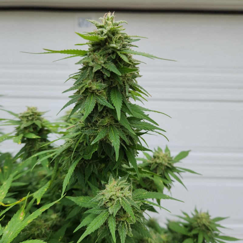 1664484042543524096900361754654