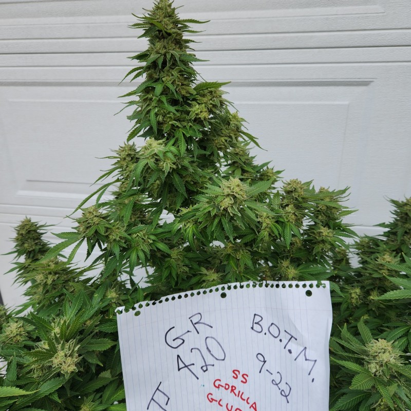 16644843213066895200893541861666