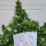 16644843213066895200893541861666