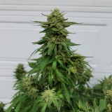 16644843946507630808339711191510