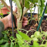 16644845275334929739319963659786