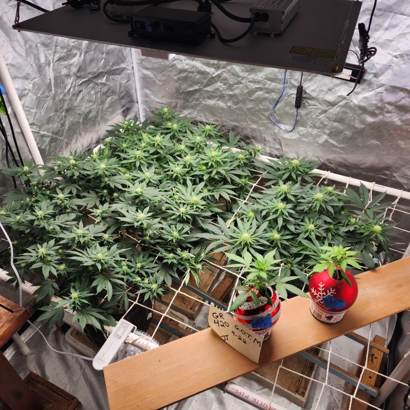 16644871064545615720519721996051