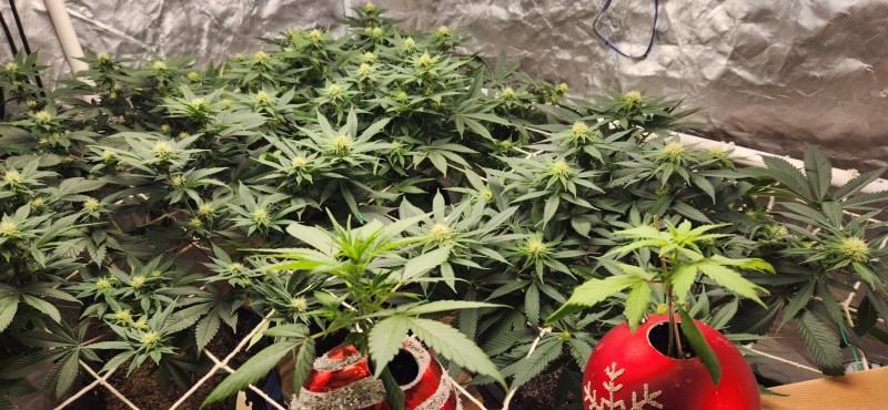 16644871526135348658397973101064