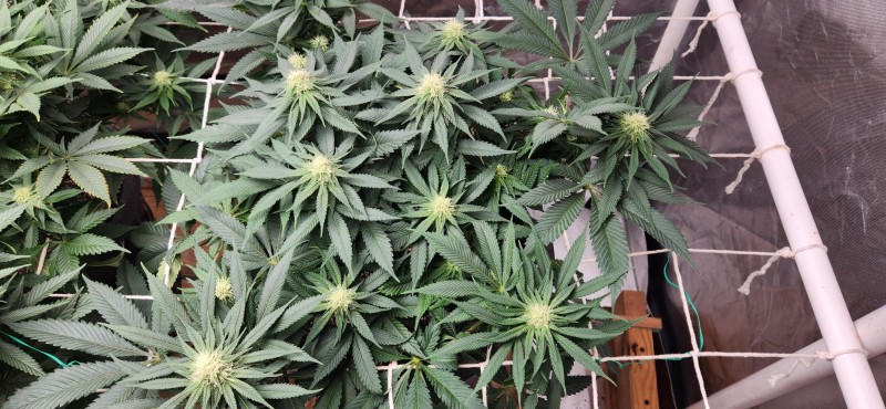 16647555059473394343540653736367