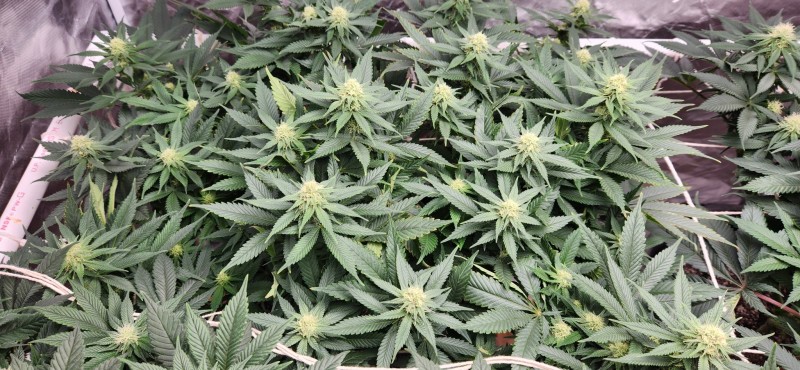 1664755636913637387265416234561