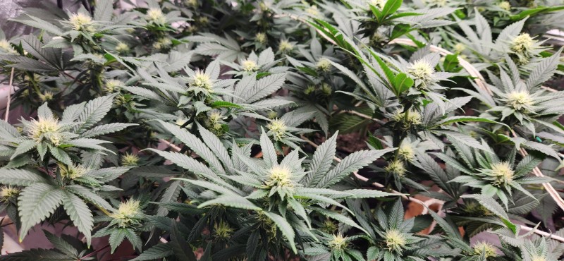 16647557647744581398732648060708